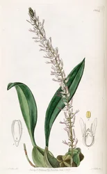 Bulbophyllum cocoinum (geschrieben als Bolbophyllum cocoinum)